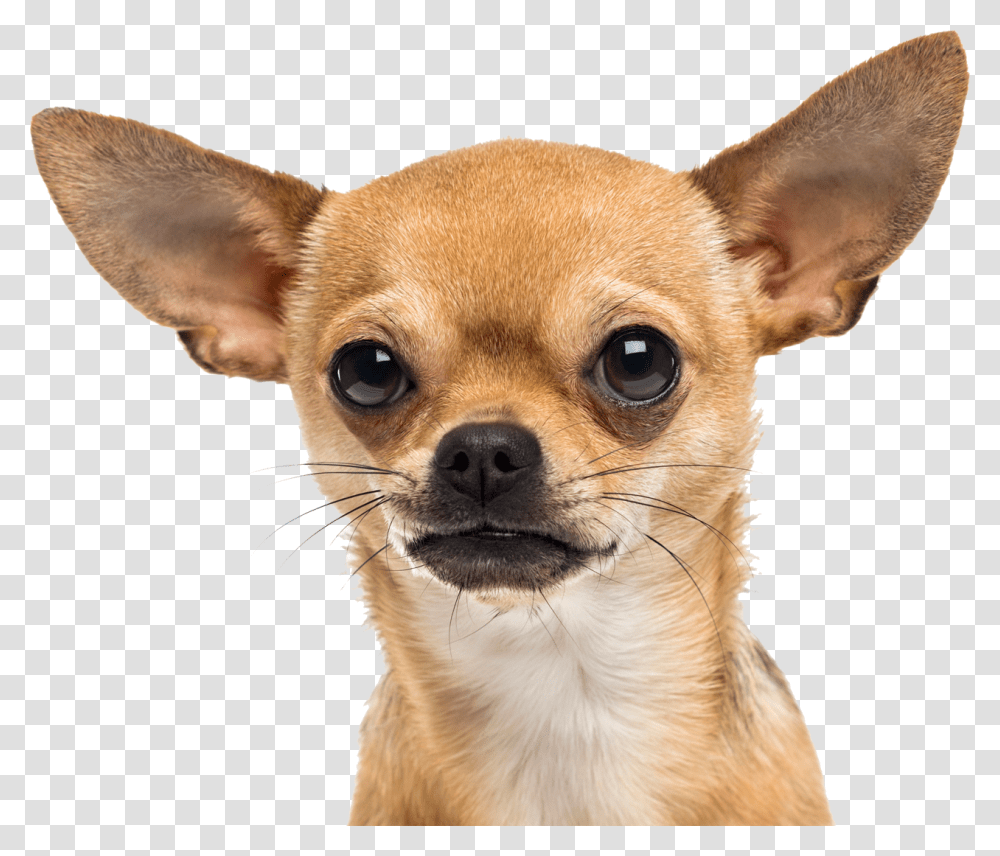 Small Dog Chihuahua, Pet, Canine, Animal, Mammal Transparent Png