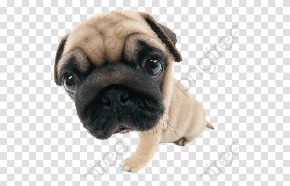Small Dog Pug, Pet, Canine, Animal, Mammal Transparent Png