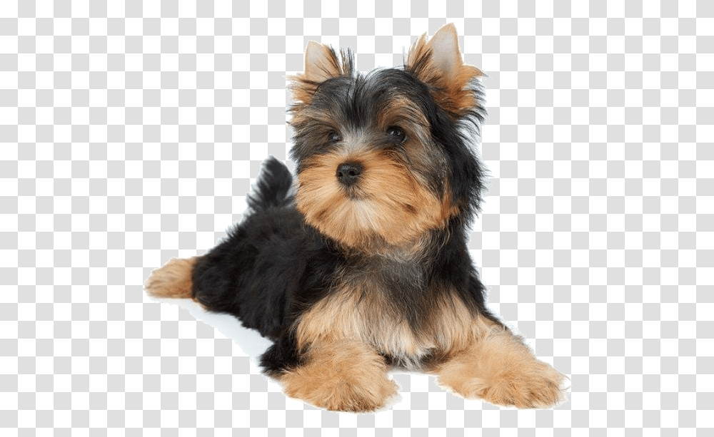 Small Dogs Laying Down, Pet, Canine, Animal, Mammal Transparent Png
