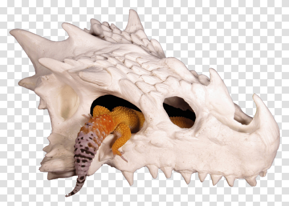 Small Dragon Skull Reptile Hide Dragon Skull Reptile Hide, Gecko, Lizard, Animal, Bird Transparent Png