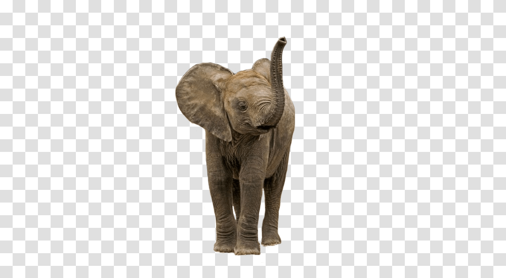 Small Elephant Baby Elephant Background, Wildlife, Mammal, Animal Transparent Png