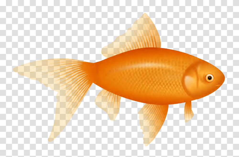 Small Fish Goldfish Clipart, Animal, Fungus Transparent Png