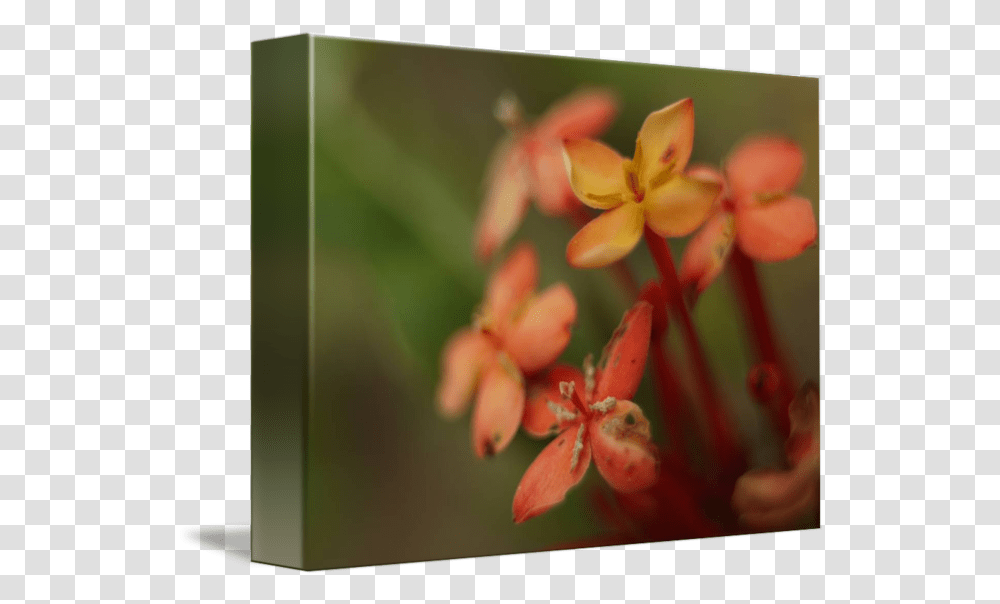 Small Flower Bunch By Tirzah King Milkweed, Plant, Petal, Geranium, Anther Transparent Png
