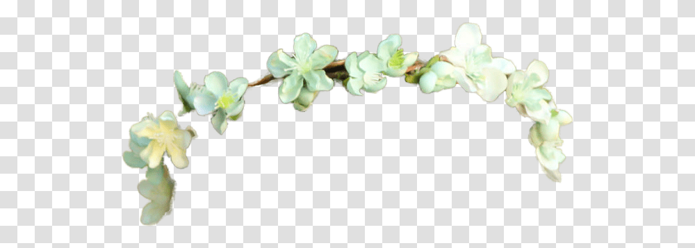 Small Flower Crown, Plant, Blossom, Bud, Sprout Transparent Png