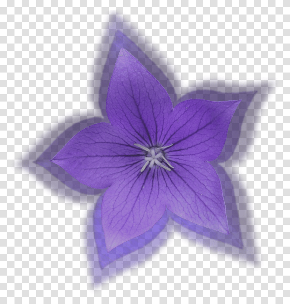 Small Flower More Free Small Flower Images Balloon Flower, Purple, Petal, Plant, Blossom Transparent Png