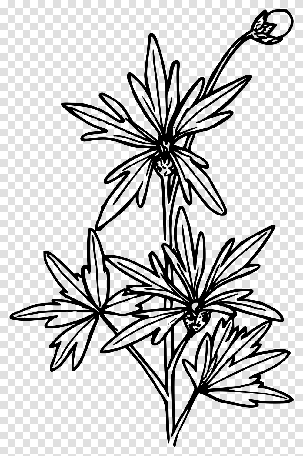 Small Flowered Fringecup Clip Arts Drawing Chinese Flower, Gray, World Of Warcraft Transparent Png