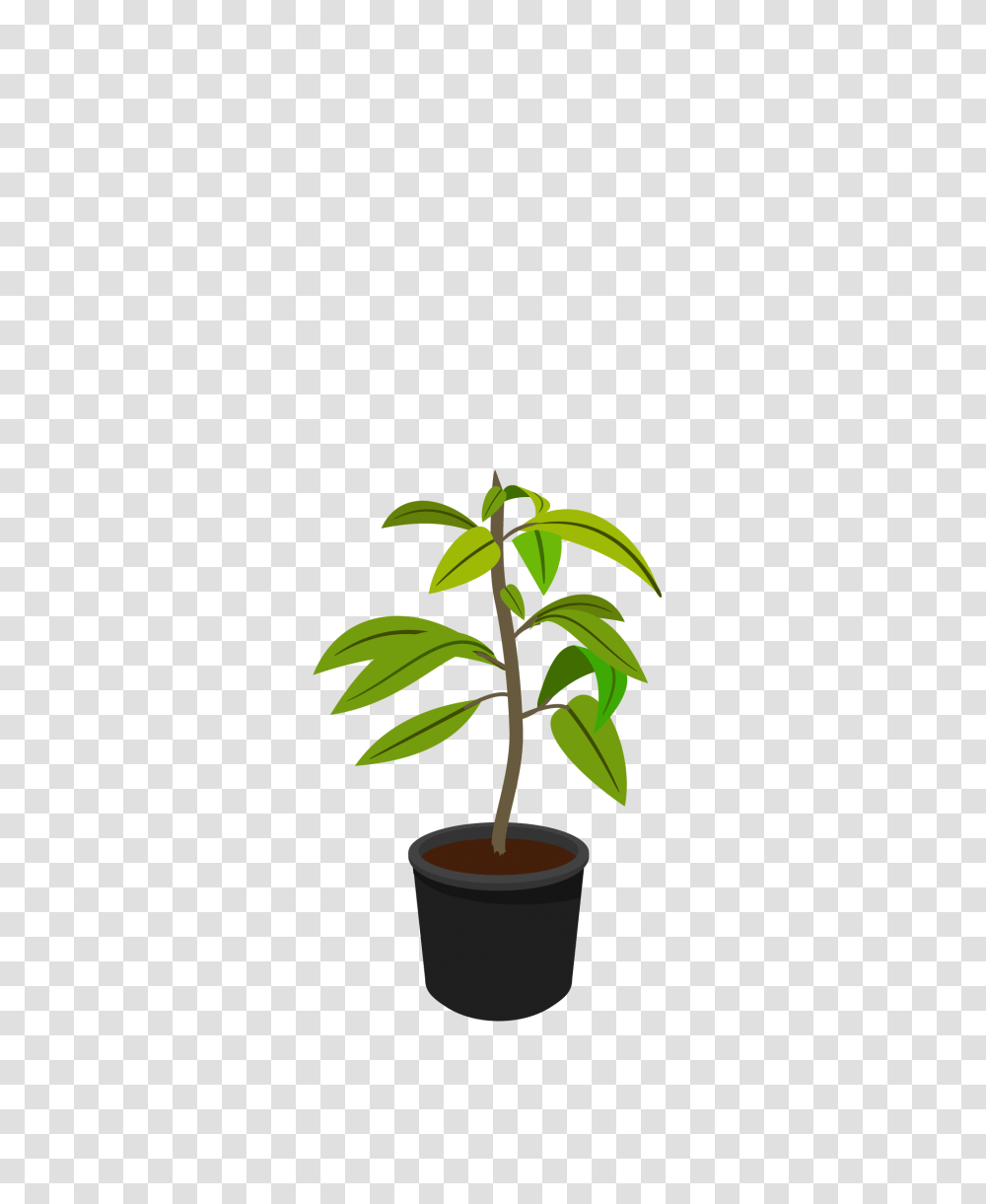 Small Fruit Tree Urban Abundance Flowerpot, Plant, Leaf, Sprout Transparent Png