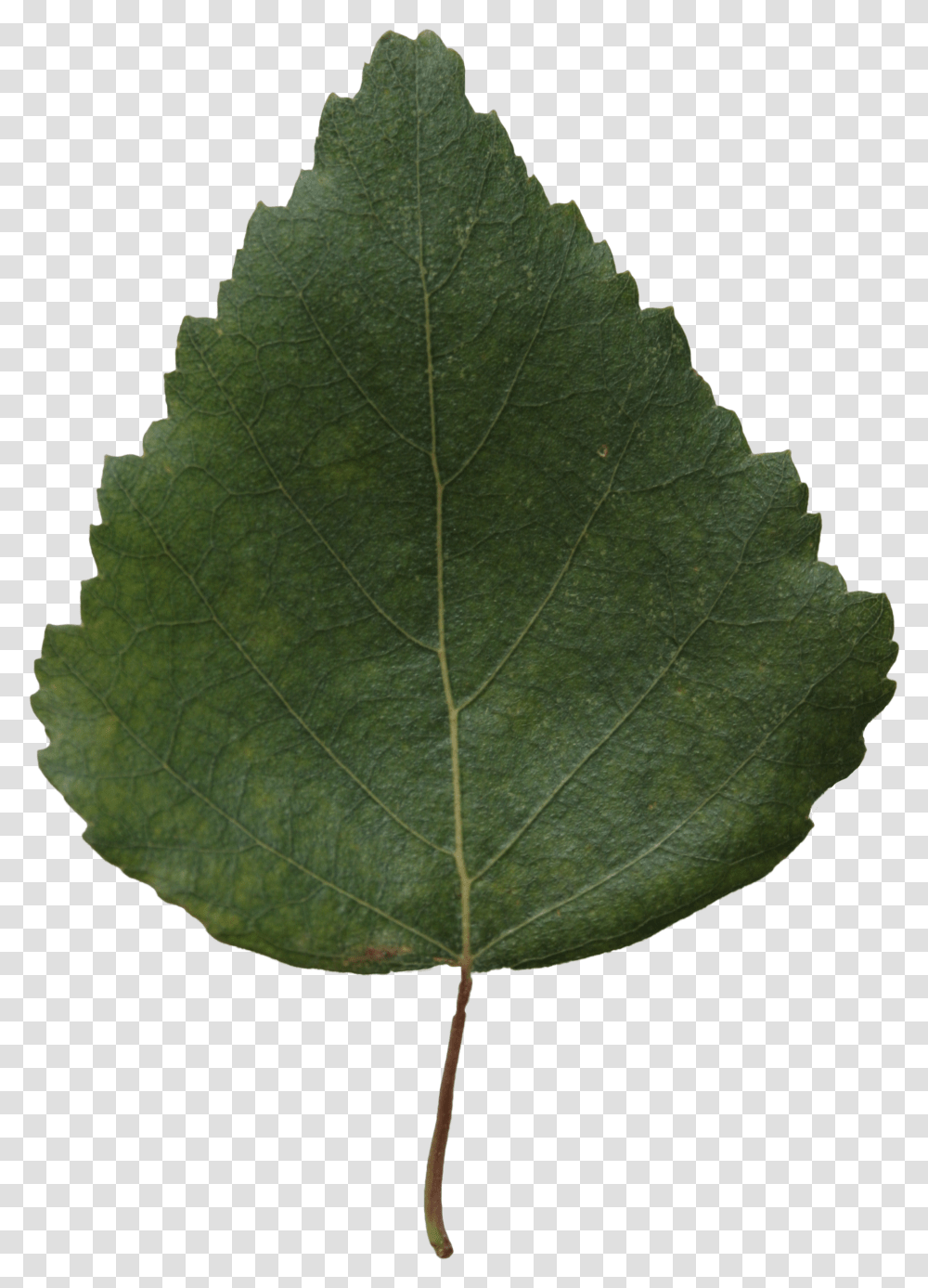 Small Green Leaf Texture - Birch Free Cut Out People Transparent Png