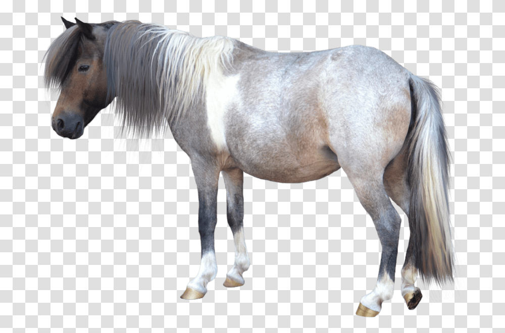 Small Horse Background Pony Clipart, Mammal, Animal, Andalusian Horse, Stallion Transparent Png