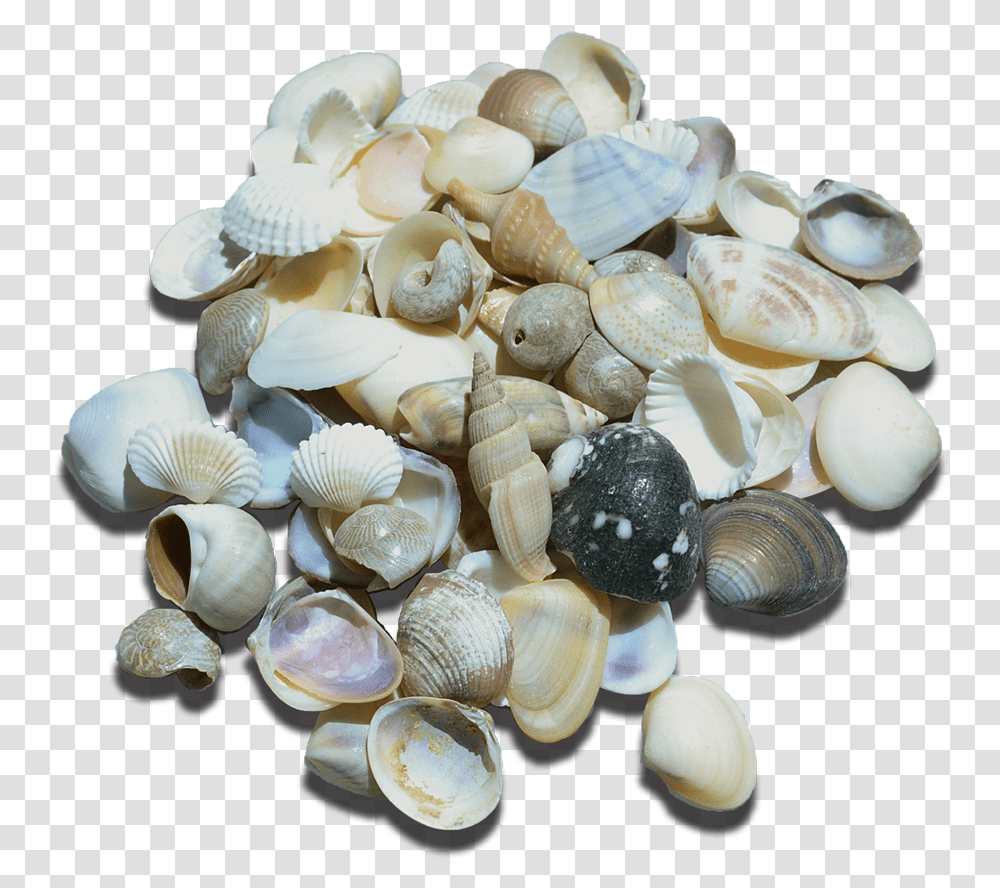 Small Indian Shell Mix, Clam, Seashell, Invertebrate, Sea Life Transparent Png