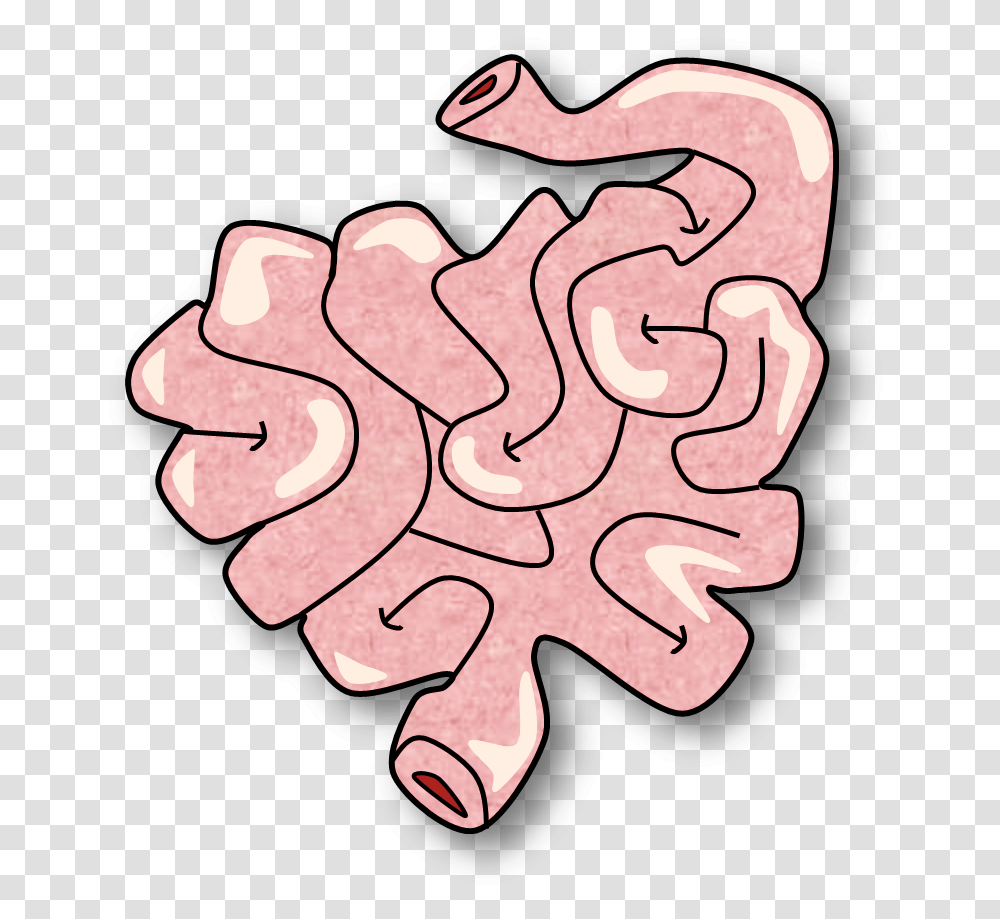 Small Intestine Clipart Download Small Intestine Clipart, Number, Pattern Transparent Png