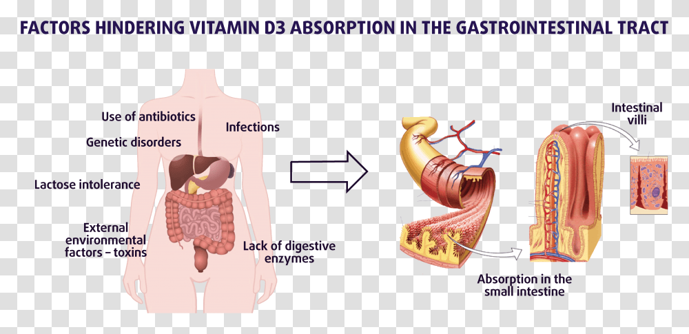 Small Intestine Digestion Absorption, Animal, Sea Life, Seafood, Person Transparent Png