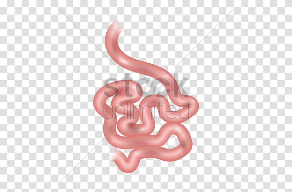 Small Intestine Of A Human Vector Image, Animal, Seafood, Worm, Invertebrate Transparent Png