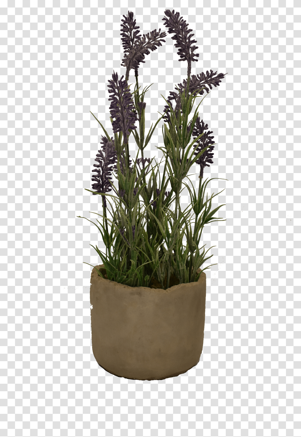 Small Lavender Pot Flowerpot Transparent Png