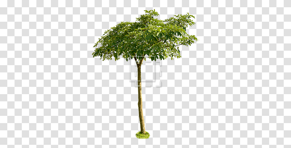 Small Leaf Tree Wide Canopy Small Tree With Canopy, Plant, Cross, Tree Trunk, Outdoors Transparent Png