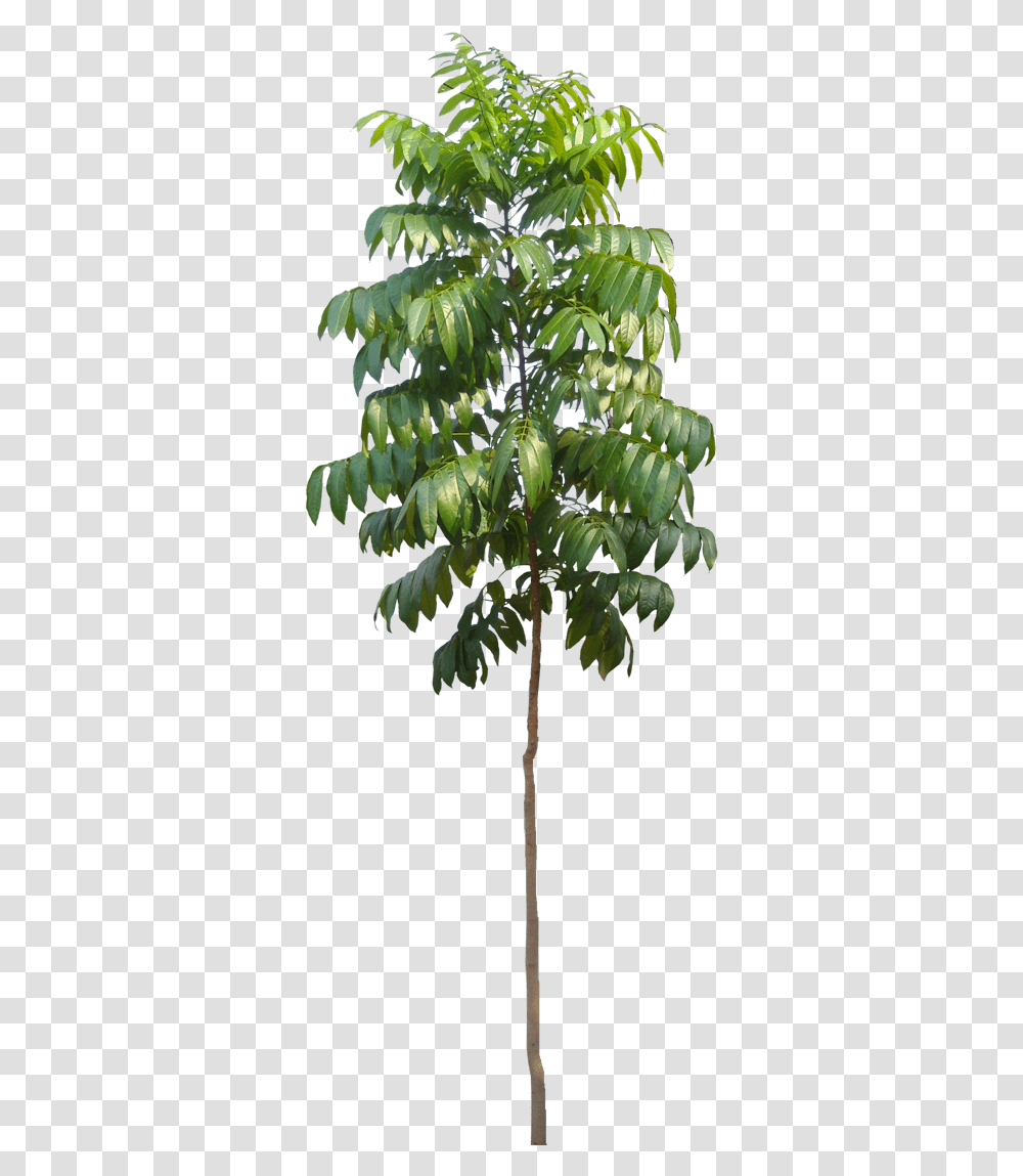 Small Mahogany Plant, Tree, Vegetation, Leaf, Annonaceae Transparent Png