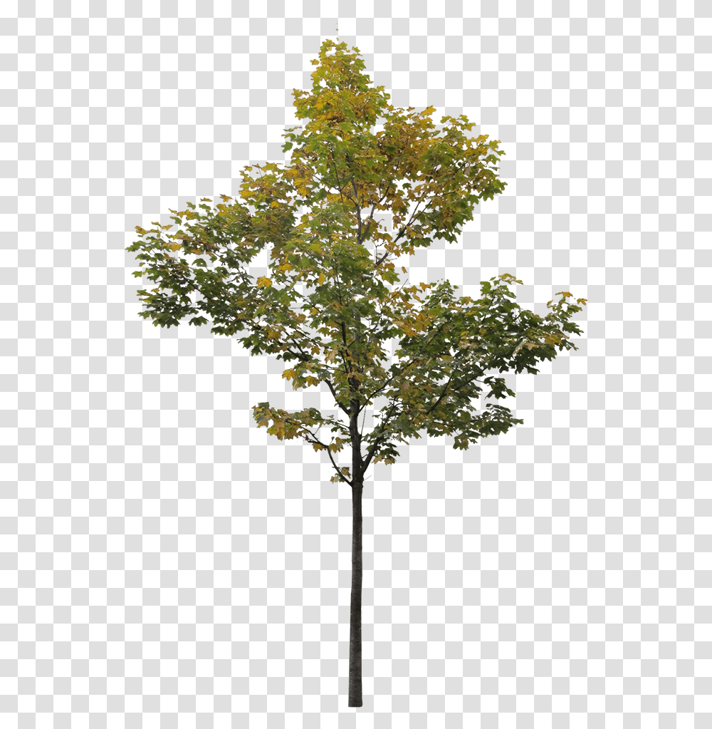 Small Maple Tree 3 Architecture Cut Out Trees, Plant, Cross, Symbol, Flower Transparent Png