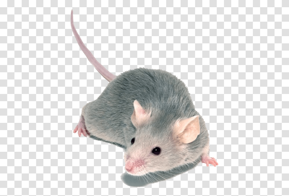 Small Mouse, Rat, Rodent, Mammal, Animal Transparent Png