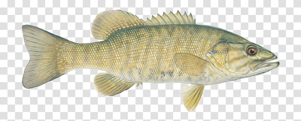 Small Mouth Bass Fish, Animal, Perch Transparent Png