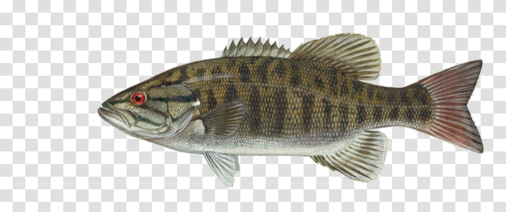 Small Mouth Bass, Fish, Animal, Perch Transparent Png