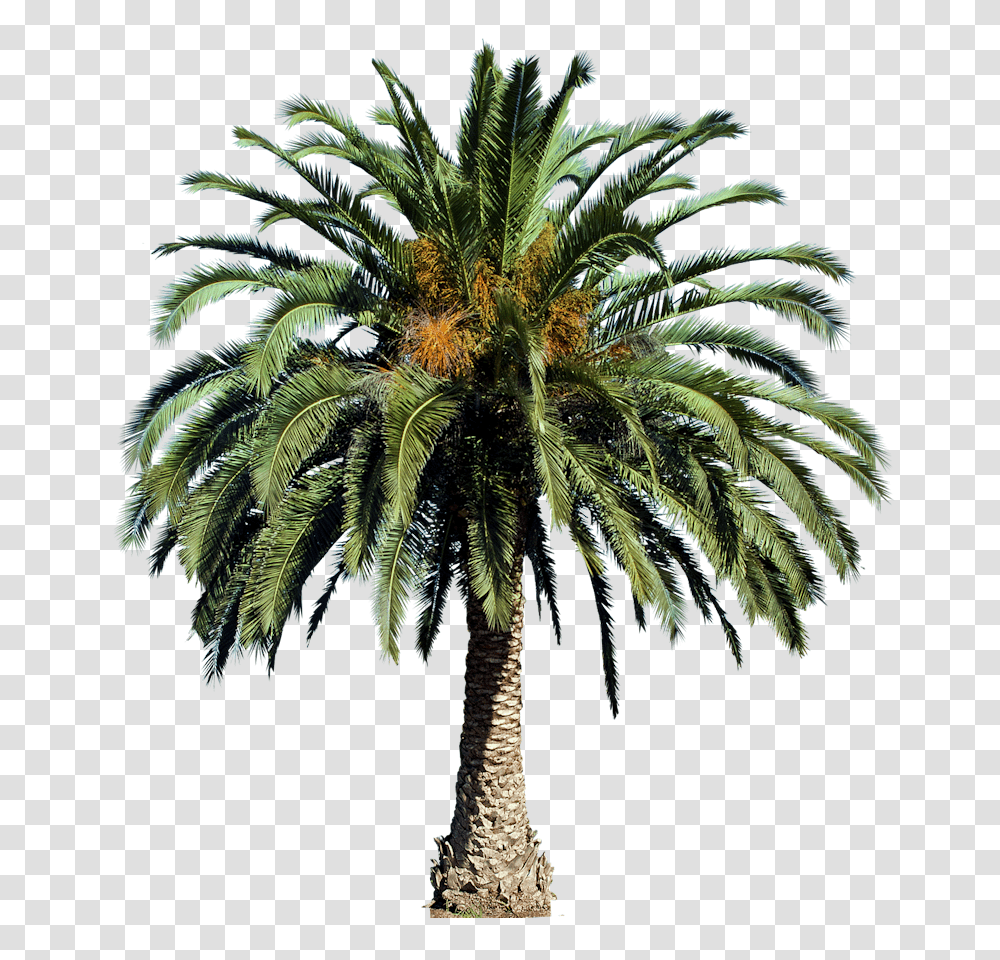Small Palm Tree Picture 795865 Date Palm Tree, Plant, Arecaceae, Annonaceae Transparent Png