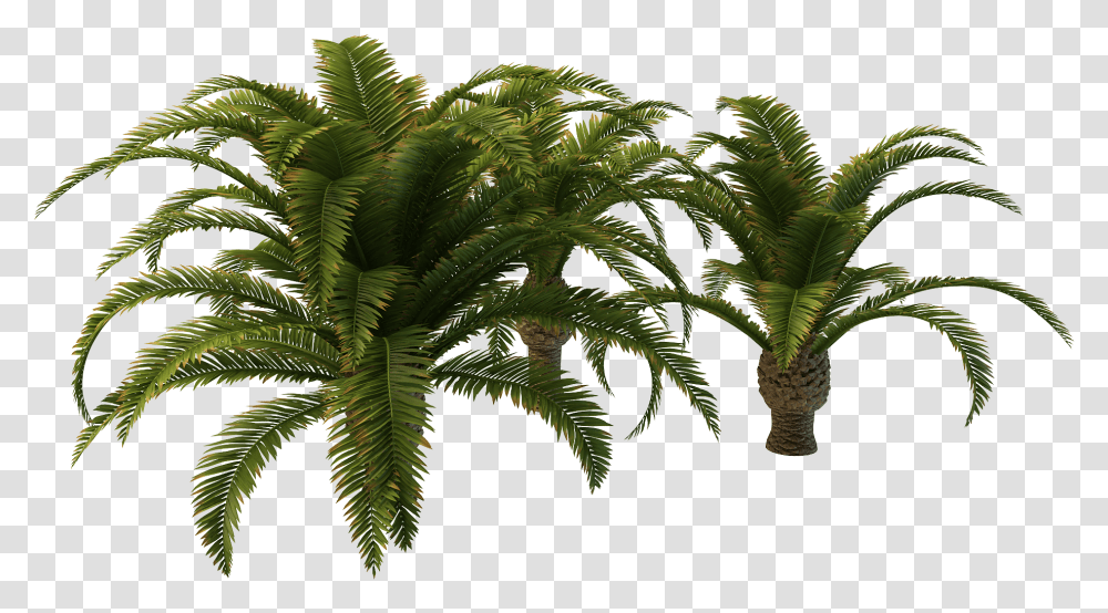 Small Palm Tree Picture Small Palm Tree, Plant, Fern, Pattern, Fractal Transparent Png