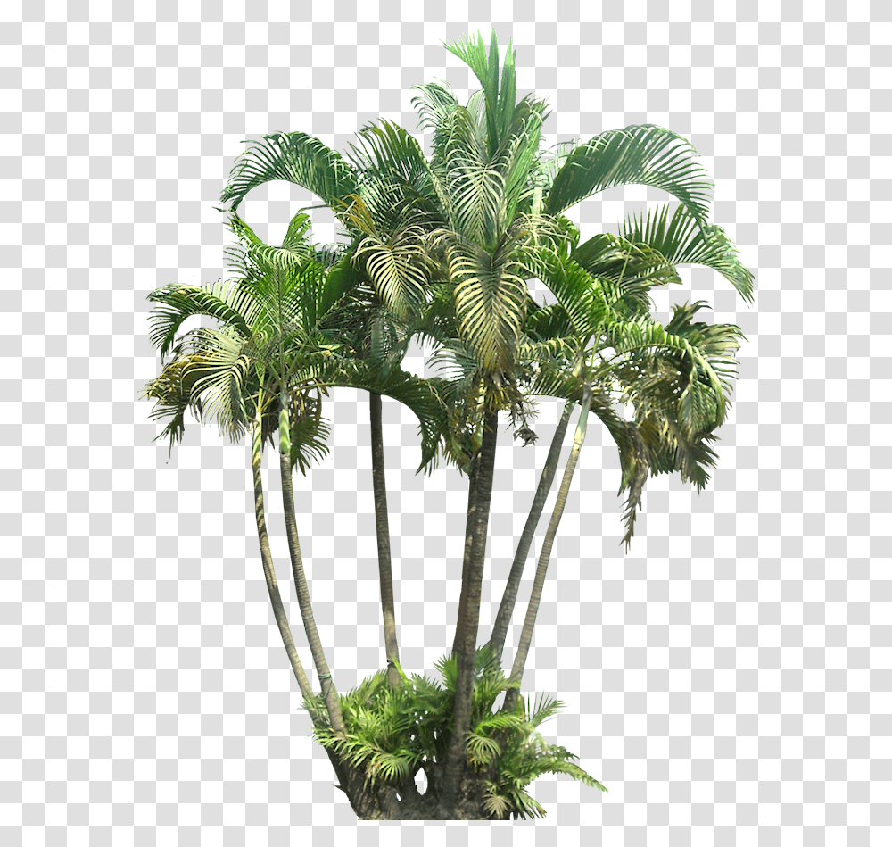 Small Palm Tree, Plant, Arecaceae Transparent Png