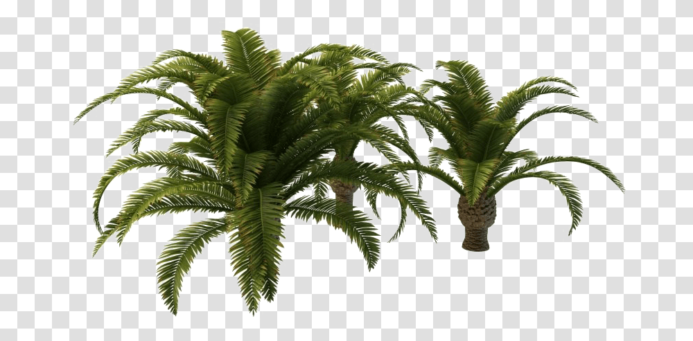Small Palm Tree, Plant, Fern, Leaf, Green Transparent Png
