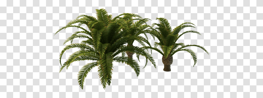 Small Palm Tree, Plant, Fern, Leaf, Vegetation Transparent Png