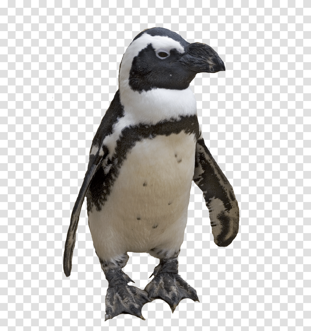 Small Penguin African Penguin Background, Bird, Animal, King Penguin Transparent Png