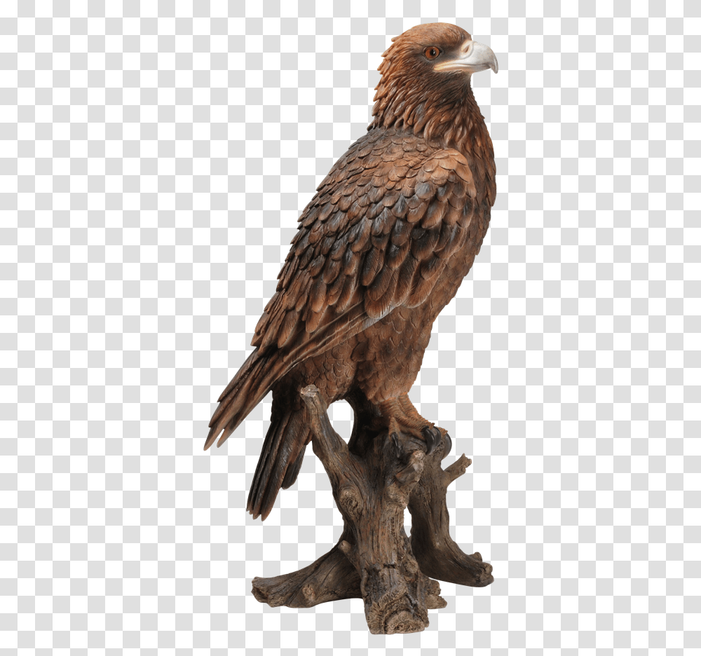Small Pictures Of Golden Eagles, Bird, Animal, Vulture, Buzzard Transparent Png
