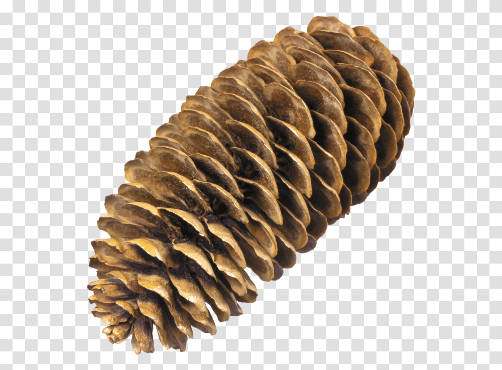 Small Pine Cones Pine Cone No Background, Fungus, Coil, Spiral, Plant Transparent Png