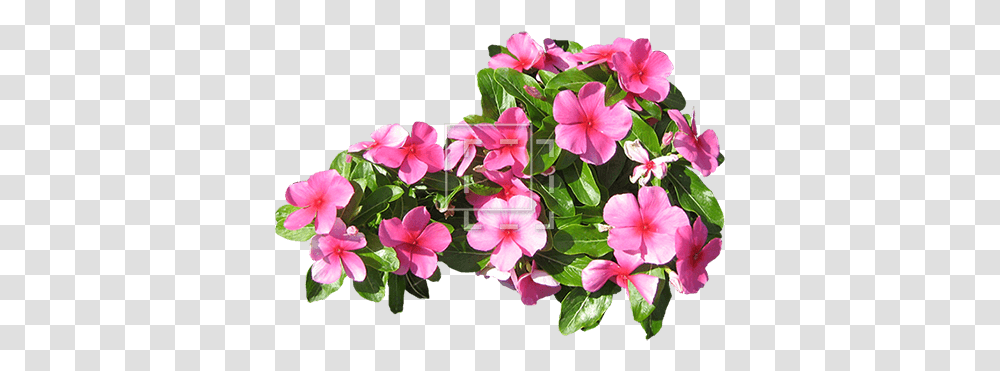 Small Pink Flowers Immediate Entourage Flower, Plant, Geranium, Blossom, Petal Transparent Png