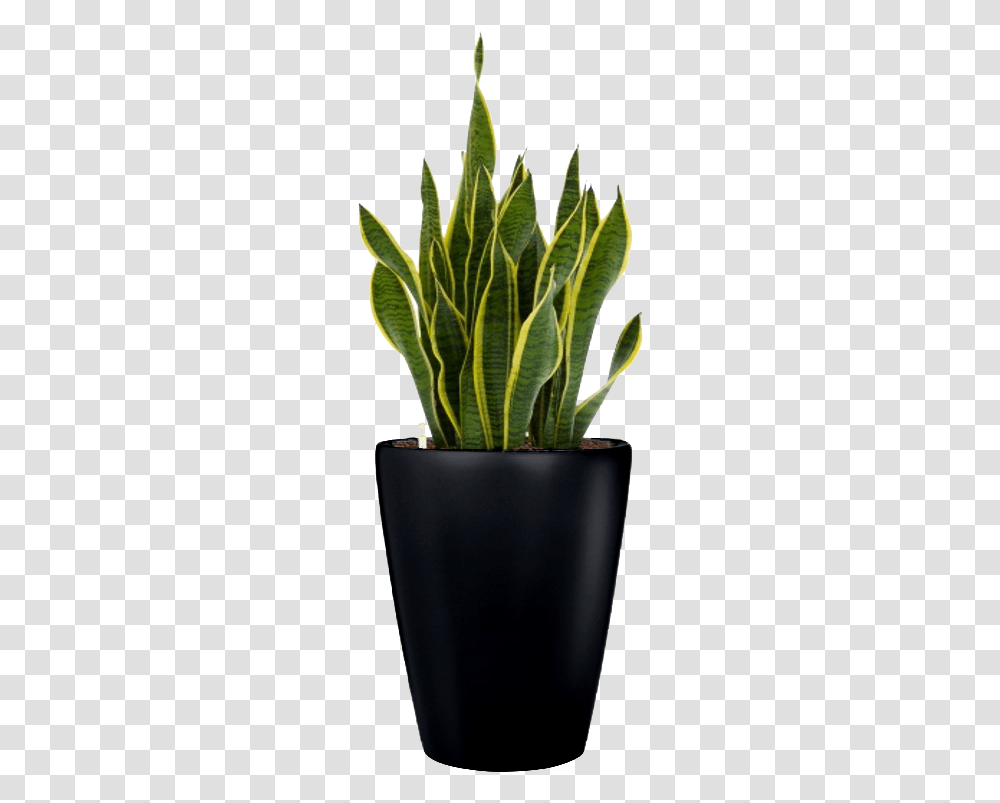 Small Plant, Aloe, Leaf Transparent Png