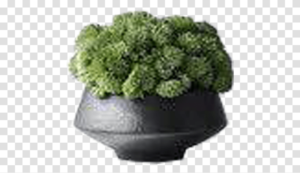 Small Plants Vase, Potted Plant, Jar, Pottery, Planter Transparent Png