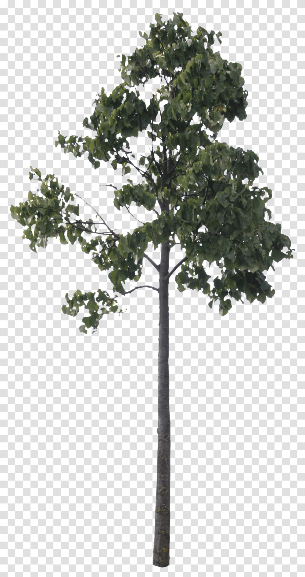 Small Poplar Cut Out Pine Trees Free, Plant, Cross, Tree Trunk Transparent Png
