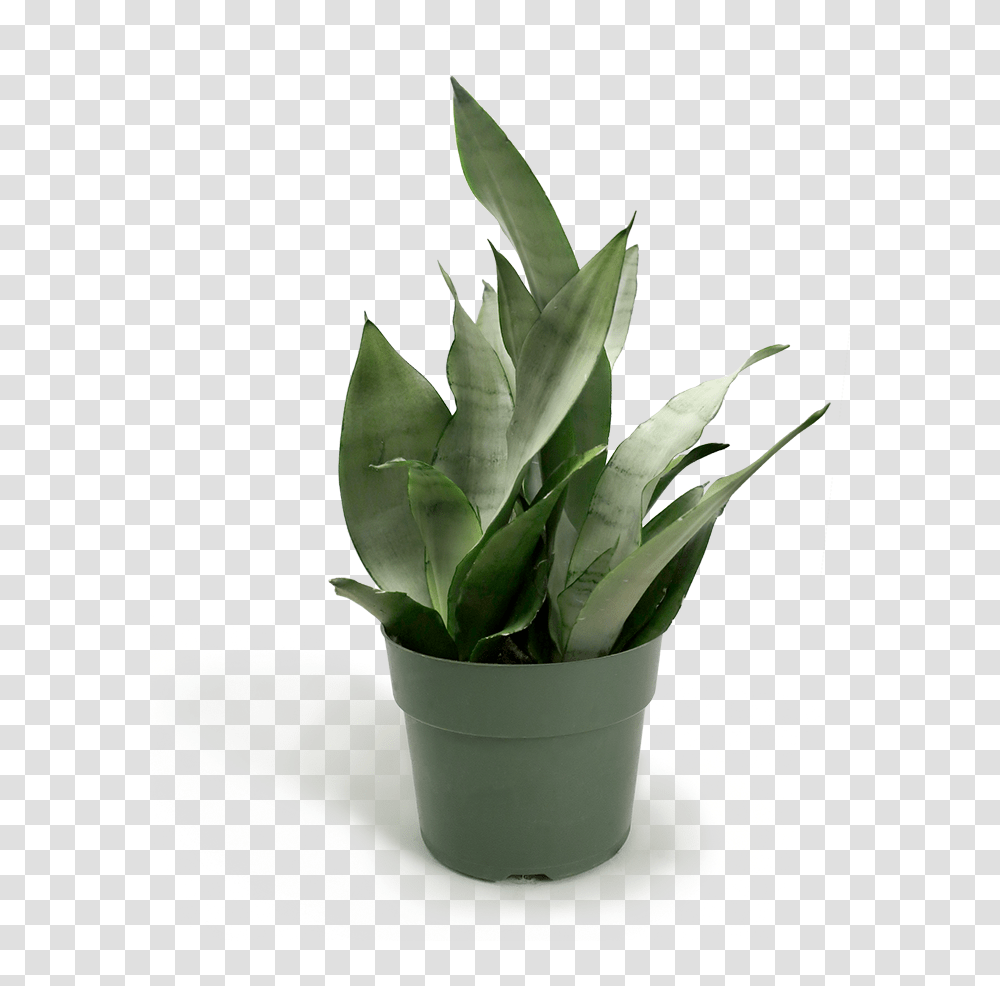Small Potted Plant, Leaf, Flower, Blossom, Aloe Transparent Png