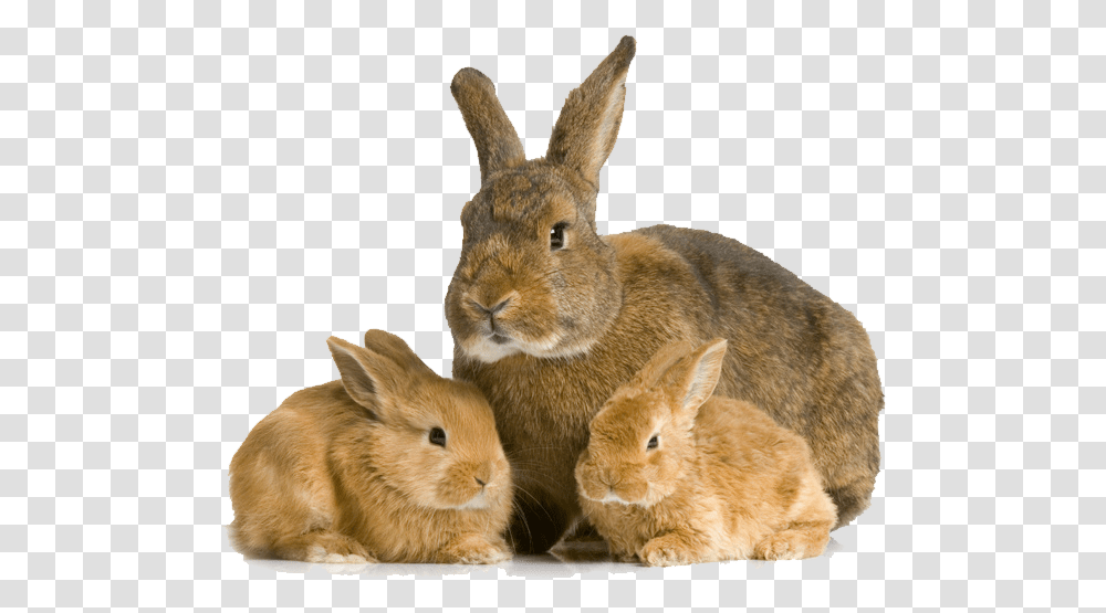 Small Rabbit Baby Rabbit And Mother, Hare, Rodent, Mammal, Animal Transparent Png
