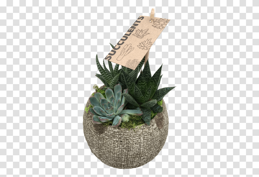 Small Succulent Agave, Plant, Aloe, Potted Plant, Vase Transparent Png