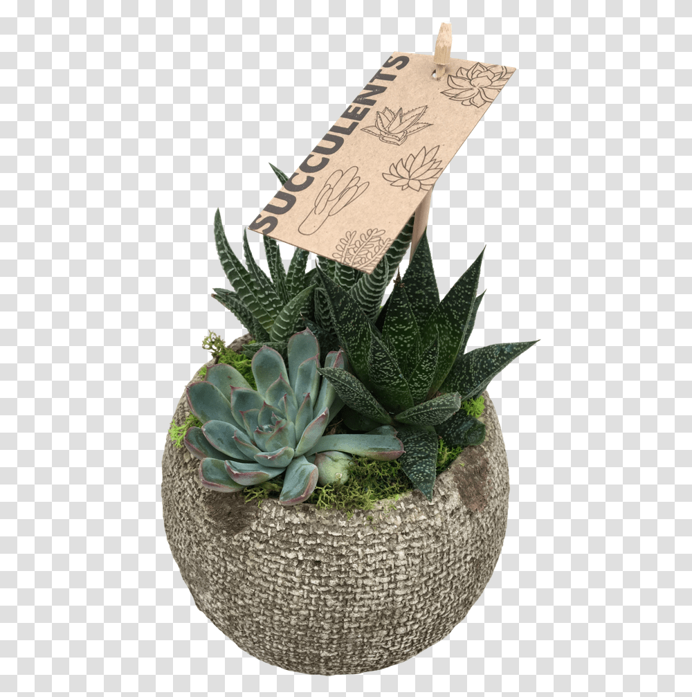 Small Succulent Agave, Plant, Potted Plant, Vase, Jar Transparent Png