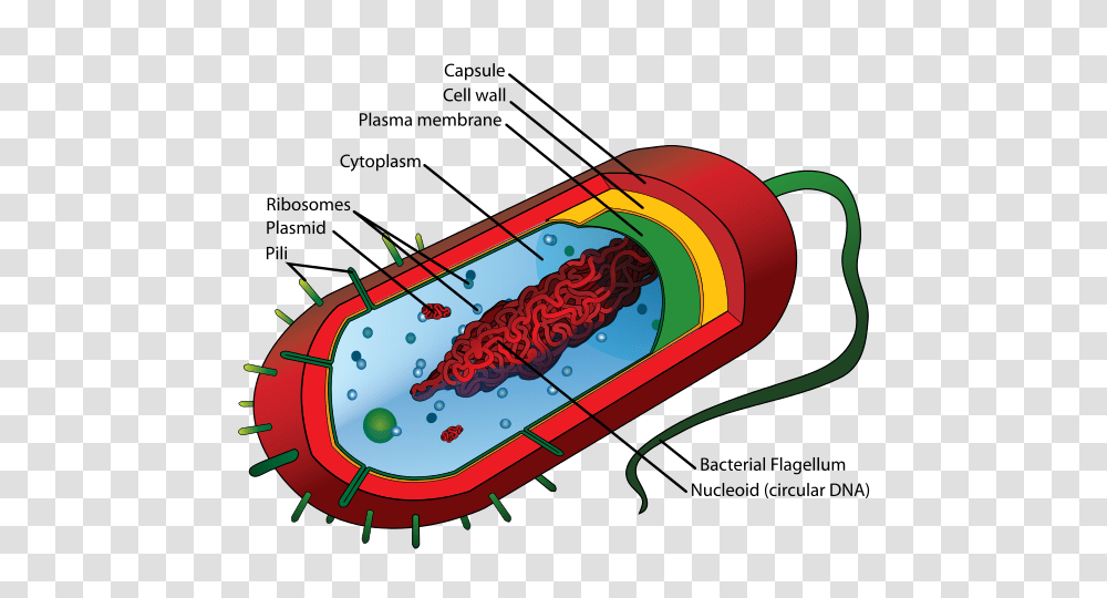 Small Things Considered Flagellar Motors How A Bacterium Shakes, Bottle, Beverage, Drink, Alcohol Transparent Png