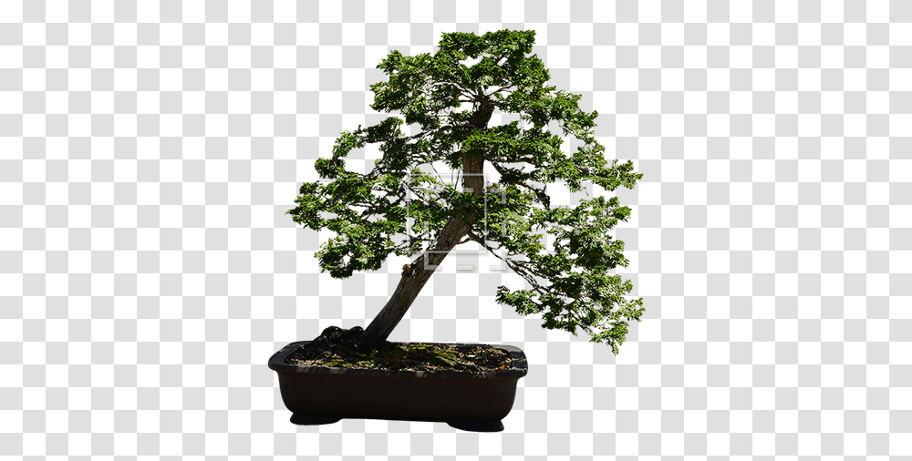 Small Thuja Bonsai Tree Immediate Entourage Thuja Bonsai Tree, Plant, Potted Plant, Vase, Jar Transparent Png