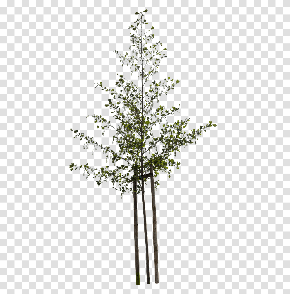 Small Tree, Cross, Plant, Lamp Transparent Png