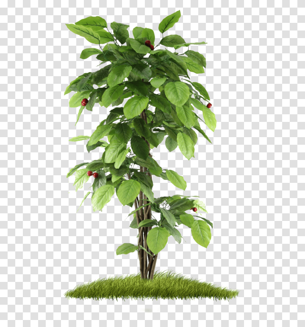Small Tree Hd Background Small Tree, Plant, Leaf, Acanthaceae, Flower Transparent Png