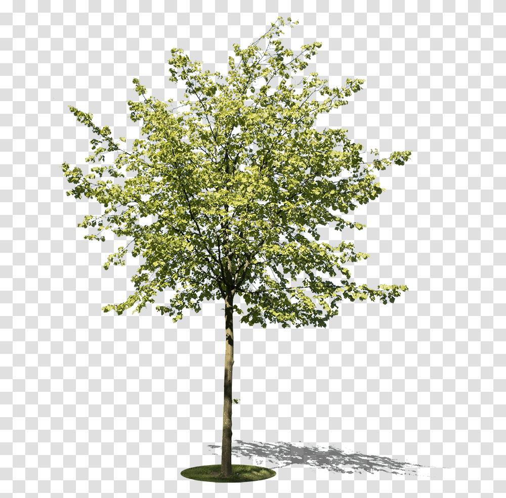 Small Tree I River Birch, Plant, Tree Trunk, Fir, Abies Transparent Png