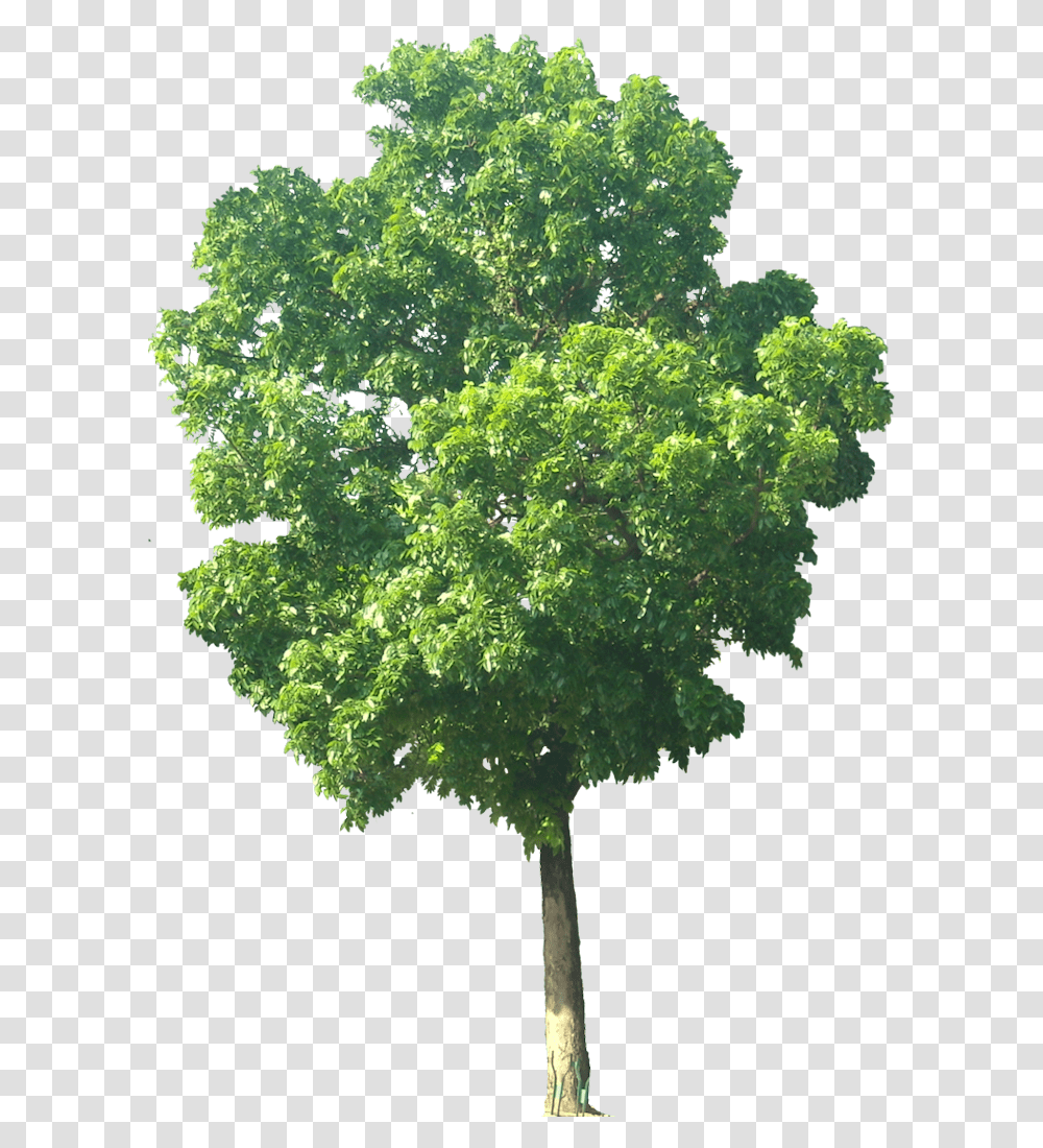 Small Tree, Plant, Bush, Vegetation, Moss Transparent Png