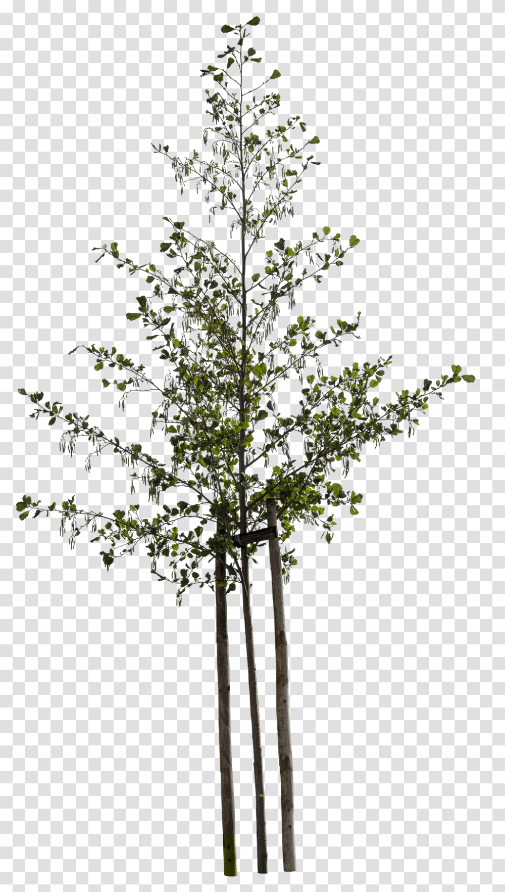 Small Tree, Plant, Cross, Tree Trunk, Flower Transparent Png