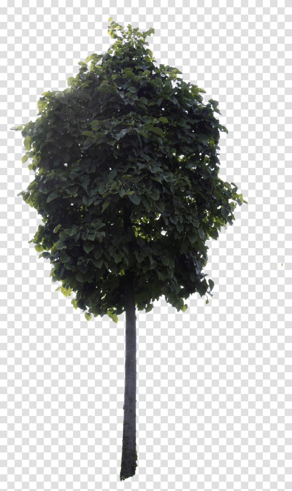 Small Tree, Plant, Fir, Conifer, Maple Transparent Png