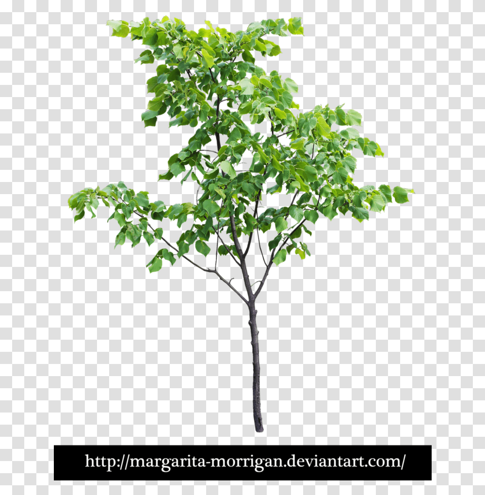 Small Tree, Plant, Leaf, Maple, Bush Transparent Png