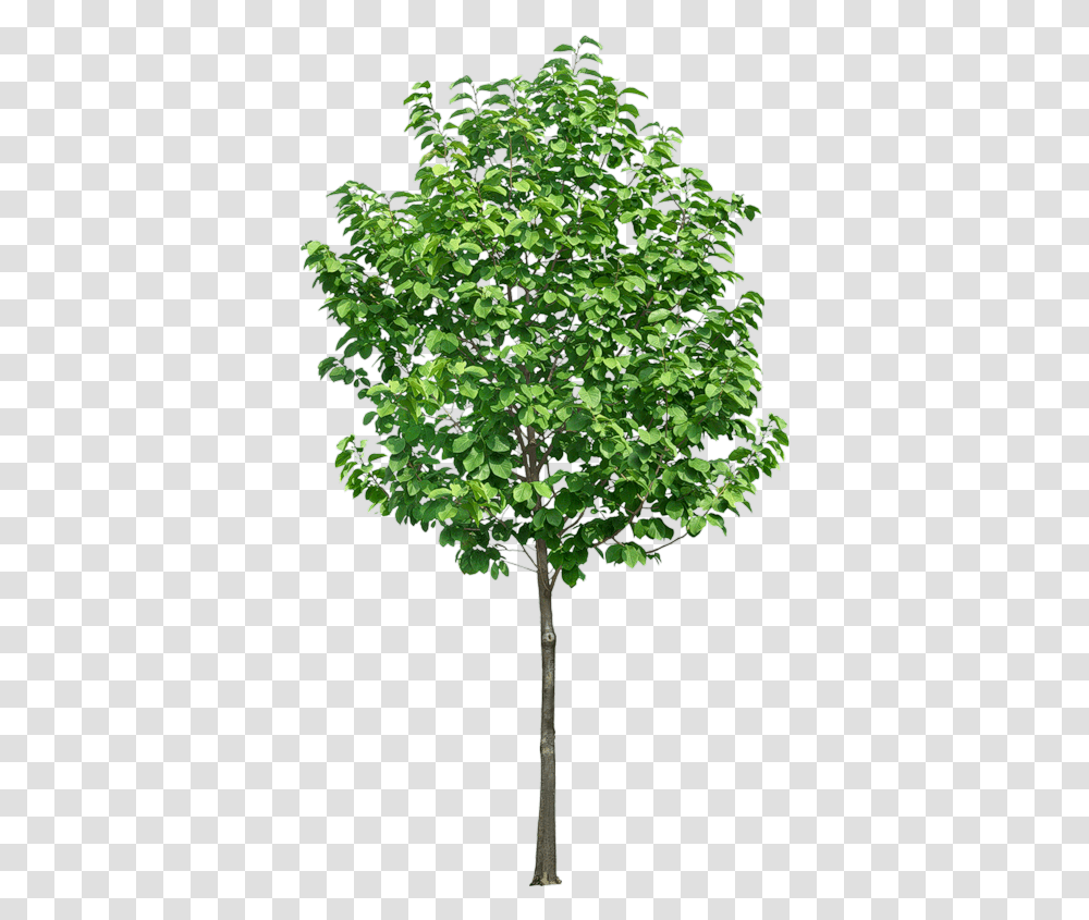 Small Tree, Plant, Leaf, Maple, Oak Transparent Png